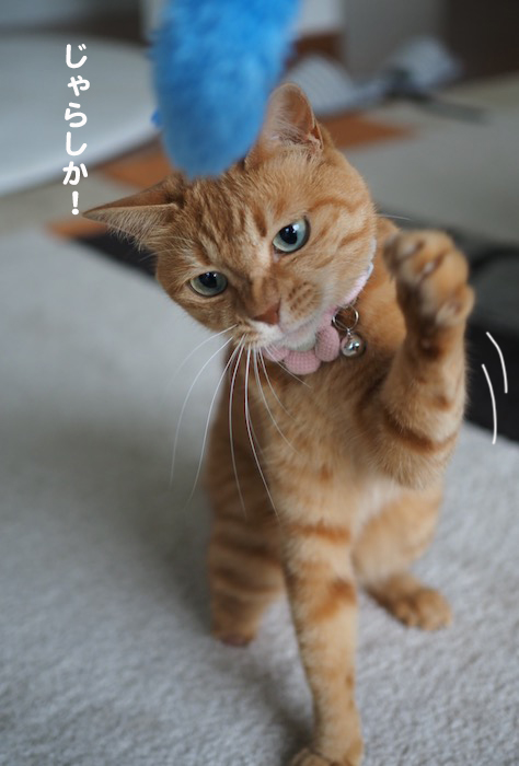 11日夕ブログ５