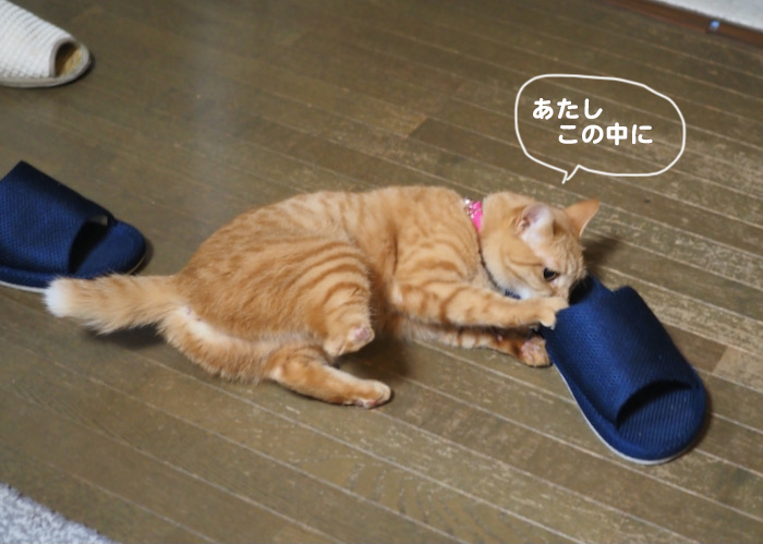 23日夜ブログ８