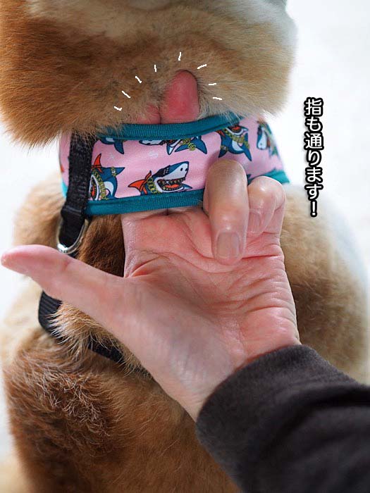 13日午後ブログ７
