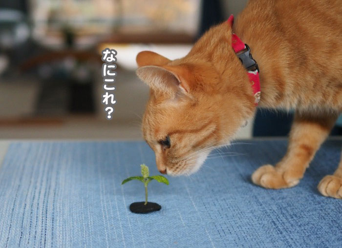 4日夕ブログ３