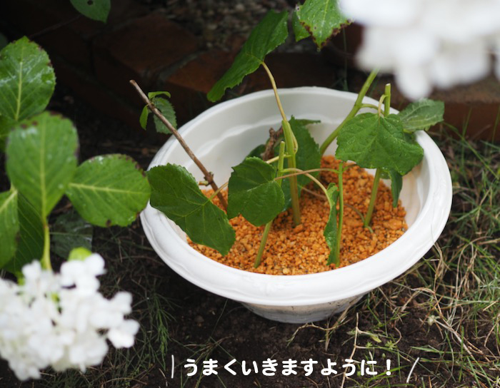 13日夕ブログ１２