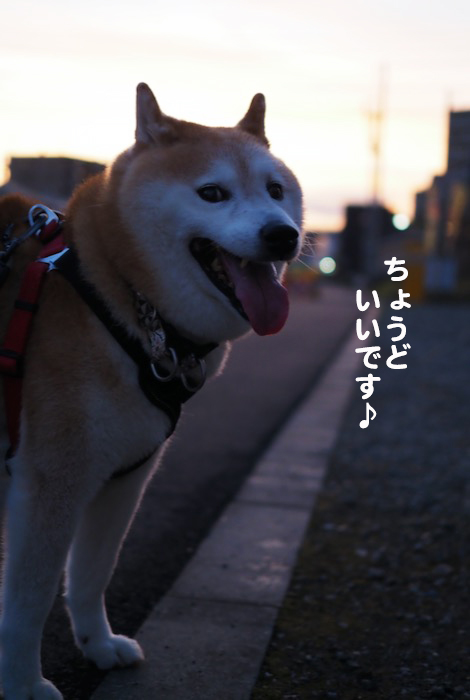 19日夕ブログ５