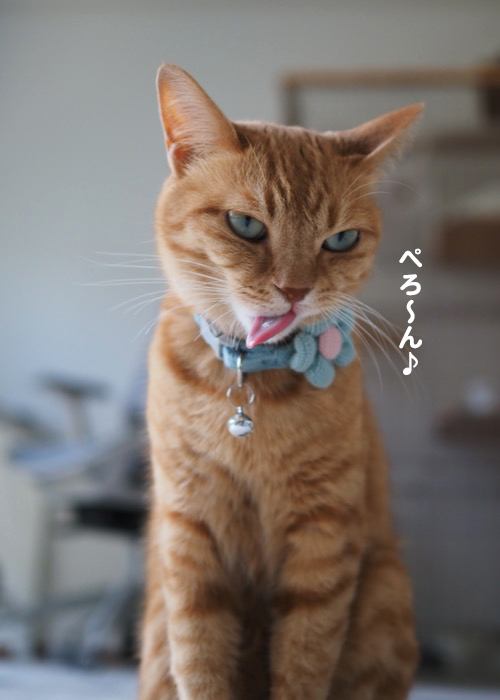 31日夕ブログ７