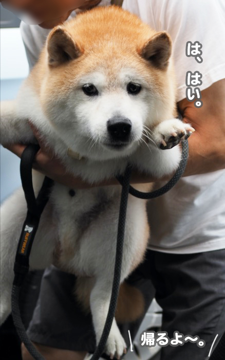 11日夕ブログ７