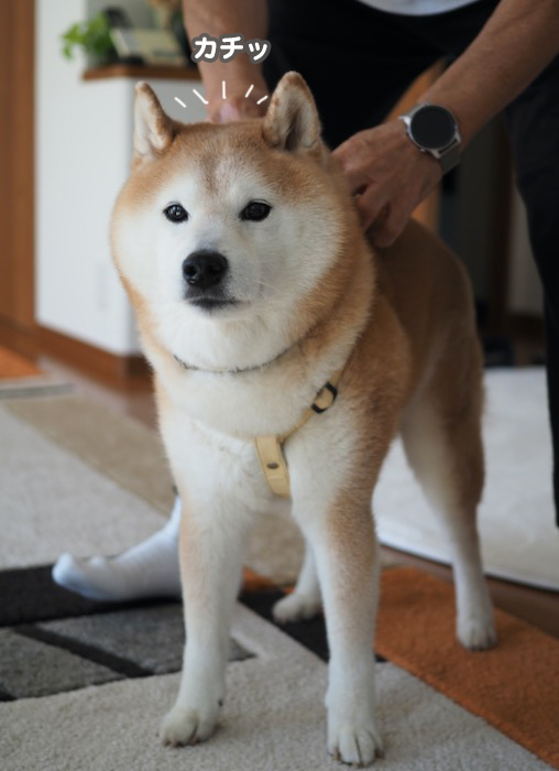 11日夕ブログ２