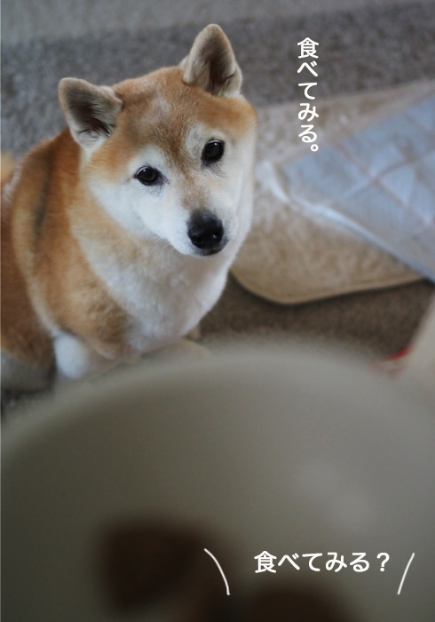 19日夕ブログ６