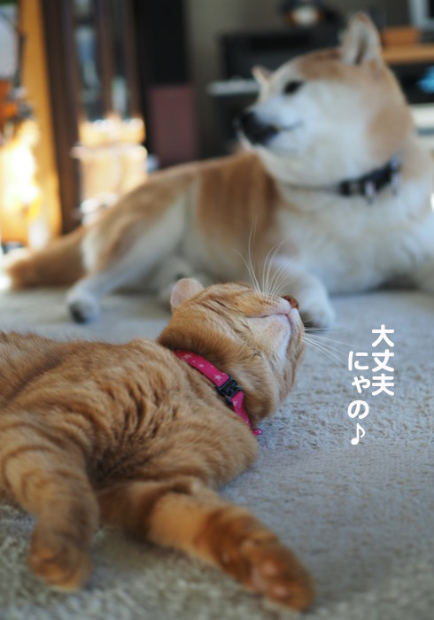 11日夕ブログ５
