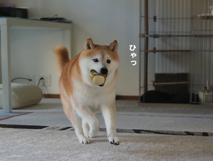11日夕ブログ５