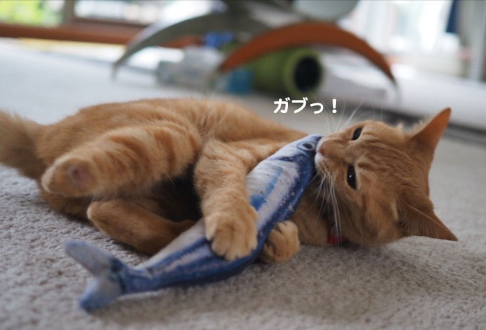 9日夕ブログ５