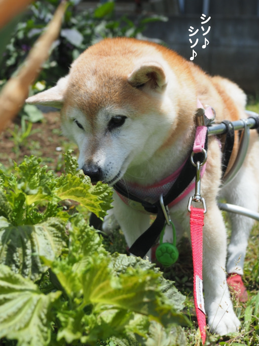 1日夕ブログ１３