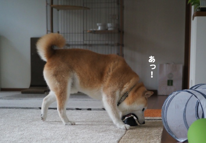 20日夕ブログ６