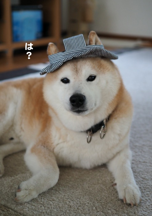 29日夕ブログ６