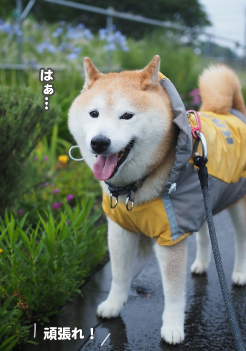 16日夕ブログ７