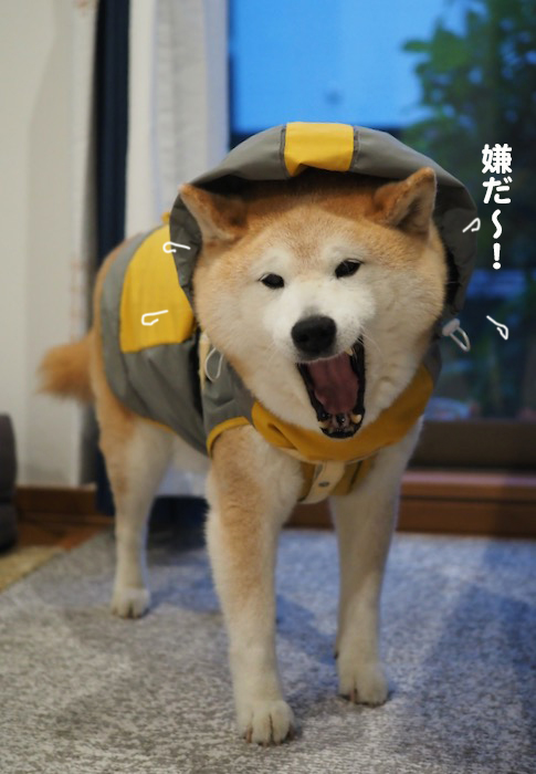 2日夕ブログ４