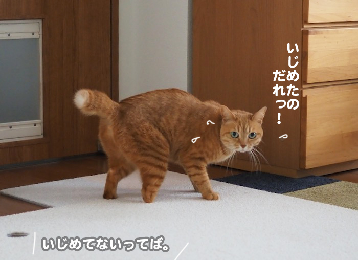 27日夕ブログ１１