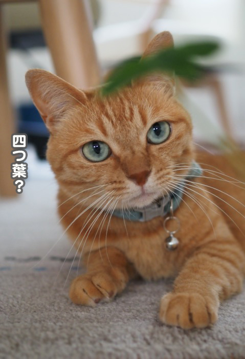 6日夕ブログ４