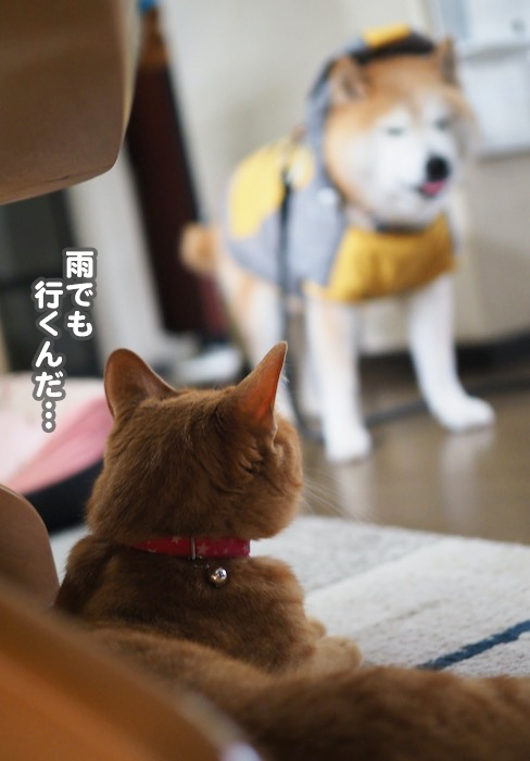 12日夕ブログ3