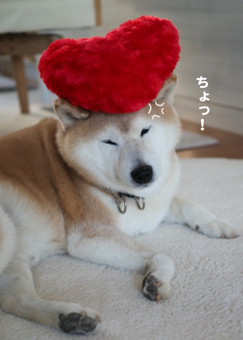15日夕ブログ9