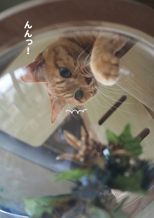 6日夕ブログ２
