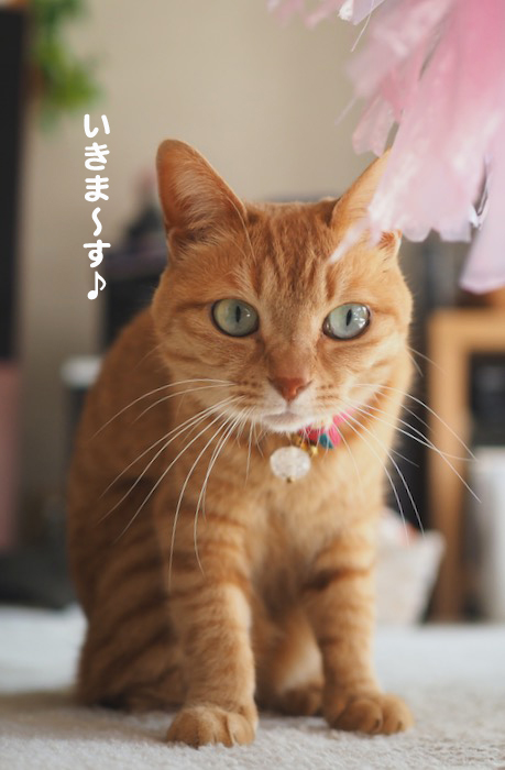 12日夕ブログ７