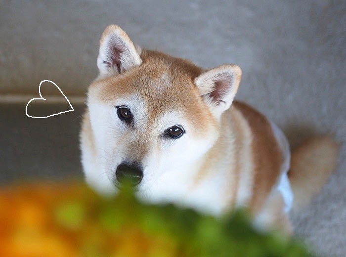 柴犬あんの 夏のおいしい物 湘南凸凹柴wan日記 Powered By ライブドアブログ 柴犬あんの 夏のおいしい物 湘南凸凹柴wan日記 Powered By ライブドアブログ