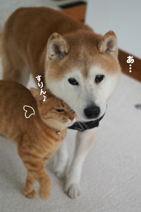 26日夕ブログ３