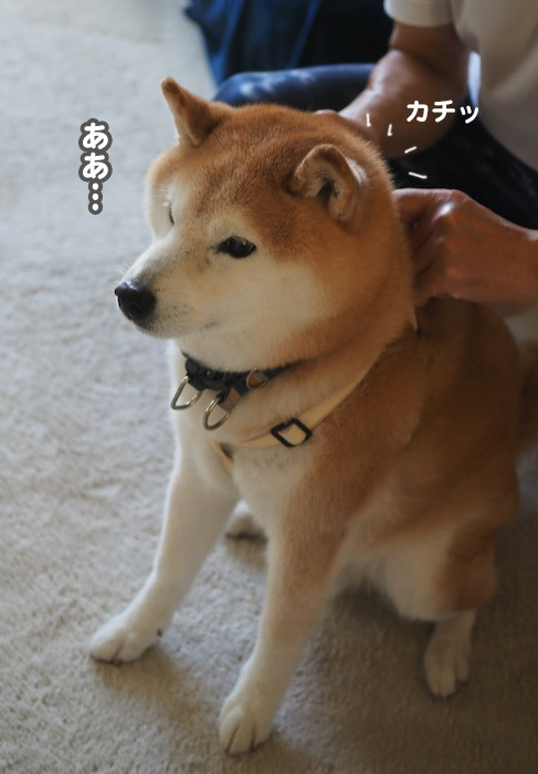 4日夕ブログ６