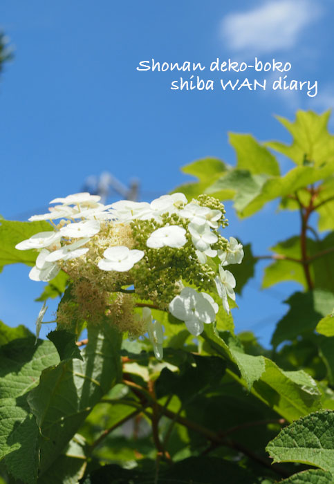 8日夕ブログ1