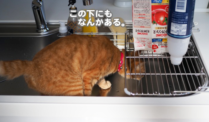 21日夕ブログ１０