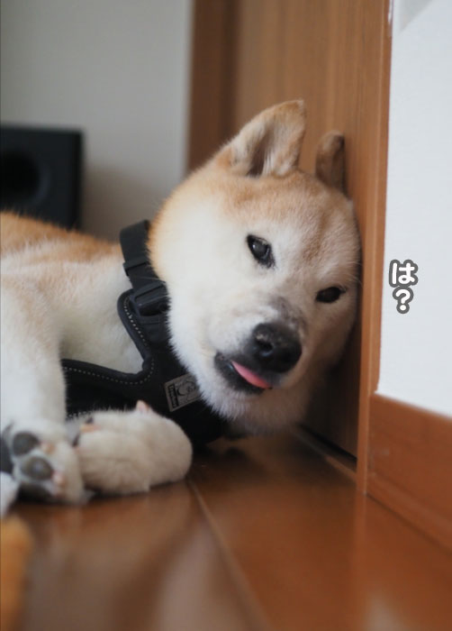 9日夕ブログ４