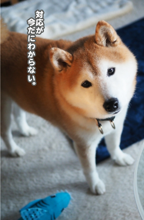 27日夕ブログ１０