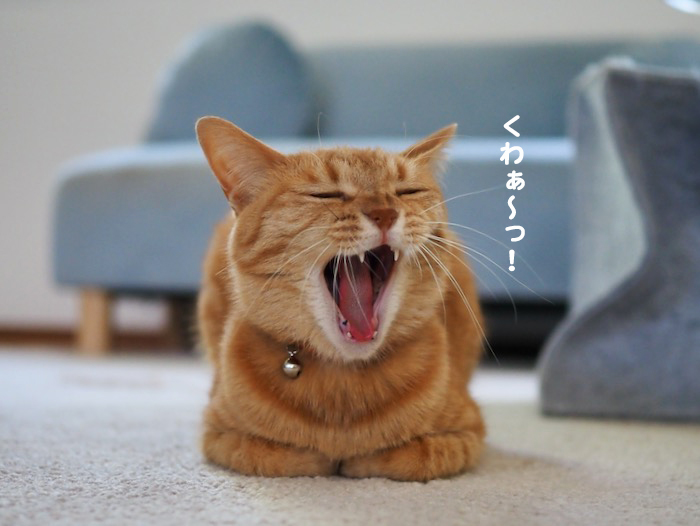 28日夕ブログ４