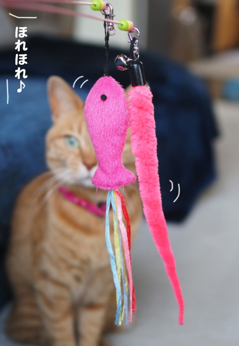 11日夕ブログ２