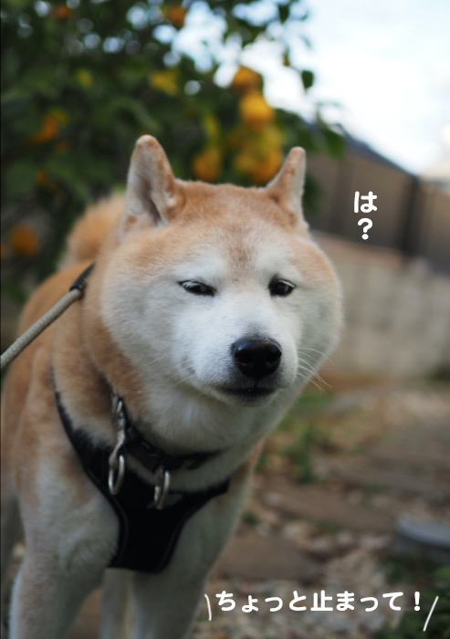 20日夕ブログ３