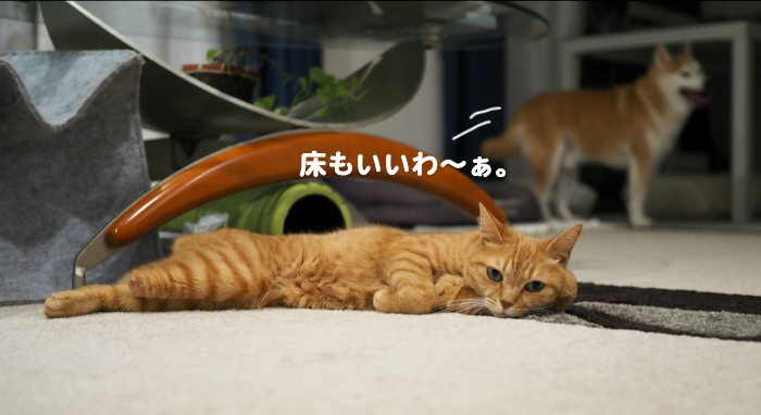 12日夕ブログ２