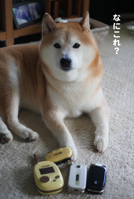 17日夕ブログ５