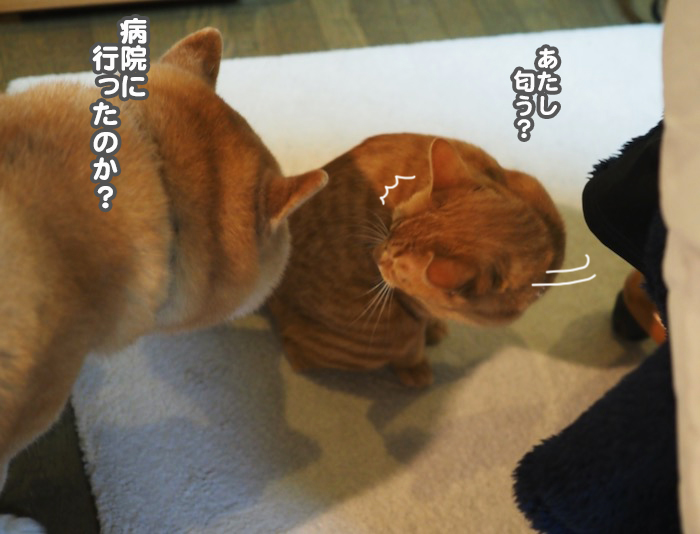 10日夕ブログ３