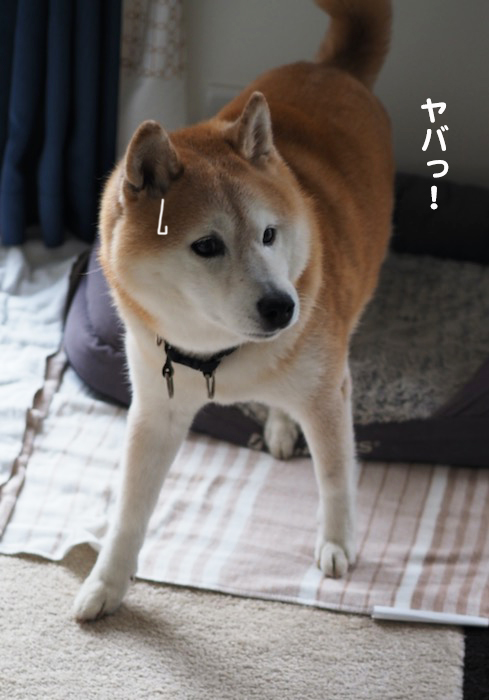 20日夕ブログ４