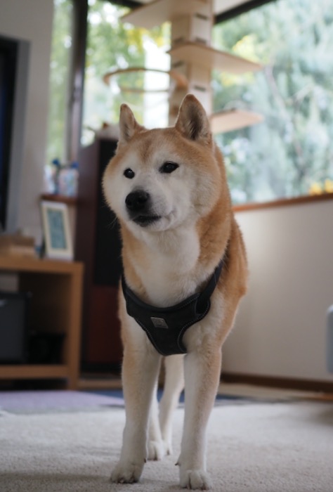 17日夕ブログ２