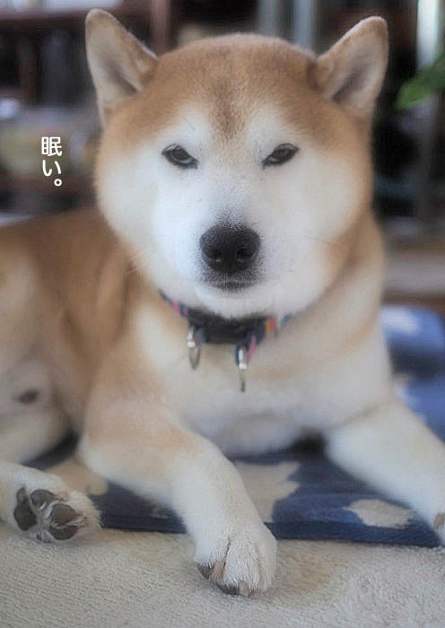 20日午後ブログ３