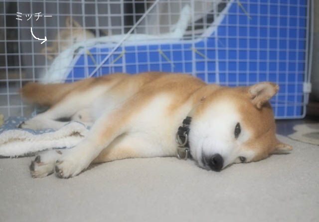 26日ブログ7