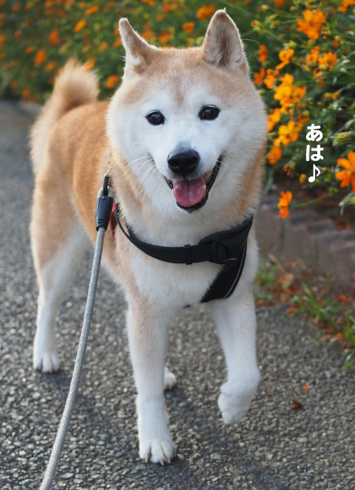 27日夕ブログ3
