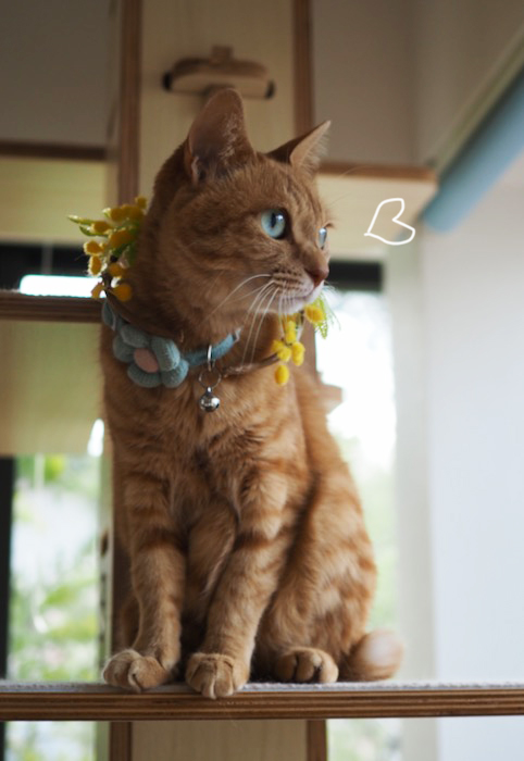 28日夕ブログ8