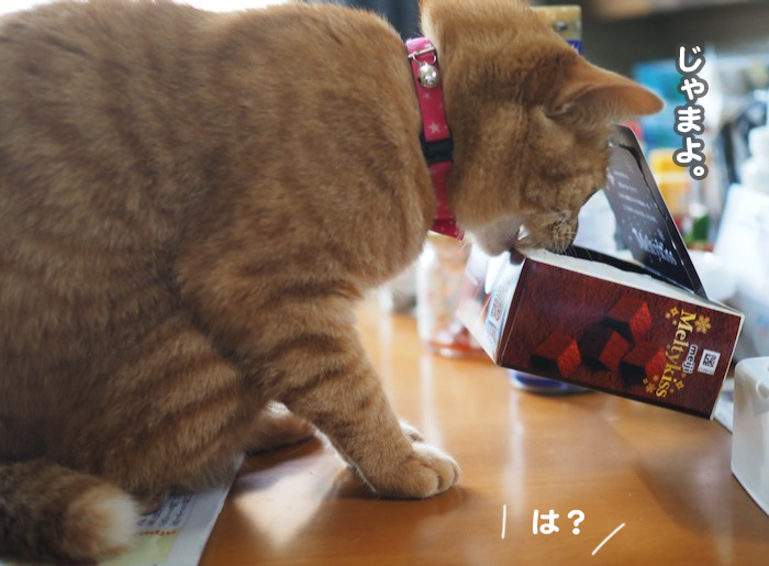 30日ブログ７