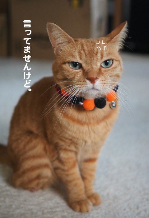 20日夕ブログ４