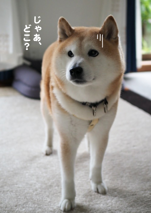 20日ブログ１０