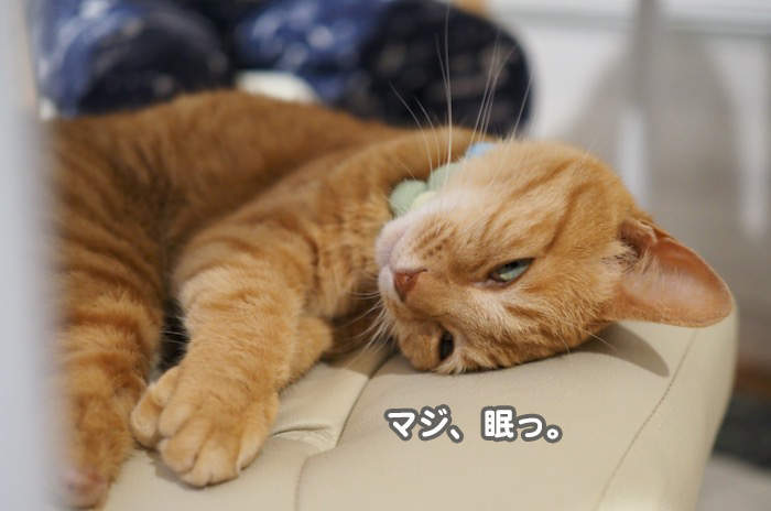 6日夕ブログ７-(1)