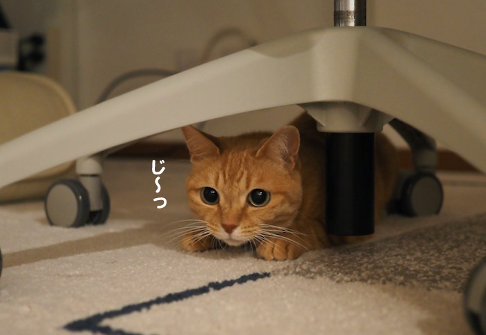 26日夕ブログ３