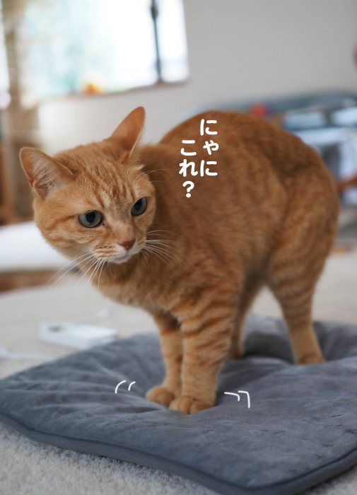 22日夕ブログ４