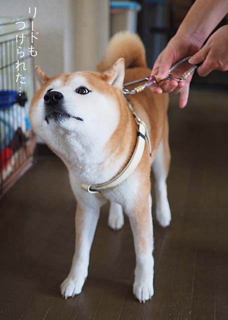 20日ブログ１１